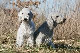 BEDLINGTON TERRIER 145